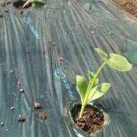 20140306　壯文定植